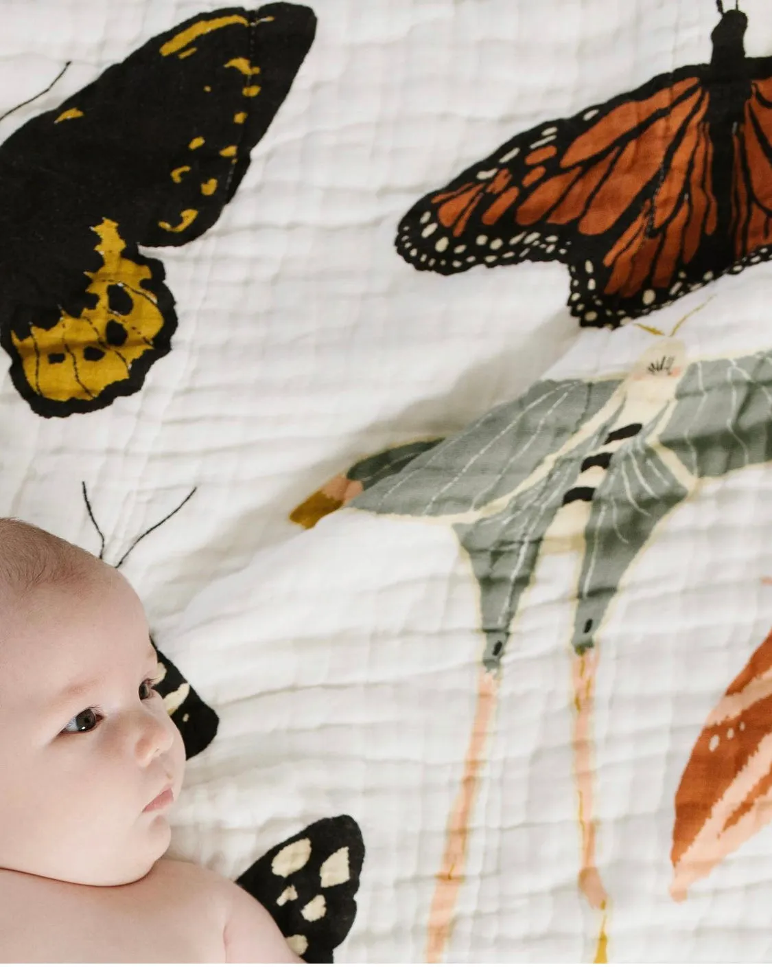 Butterfly Collector Quilt