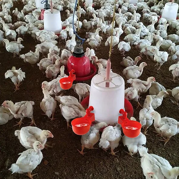 utomatic poultry drinking fountain